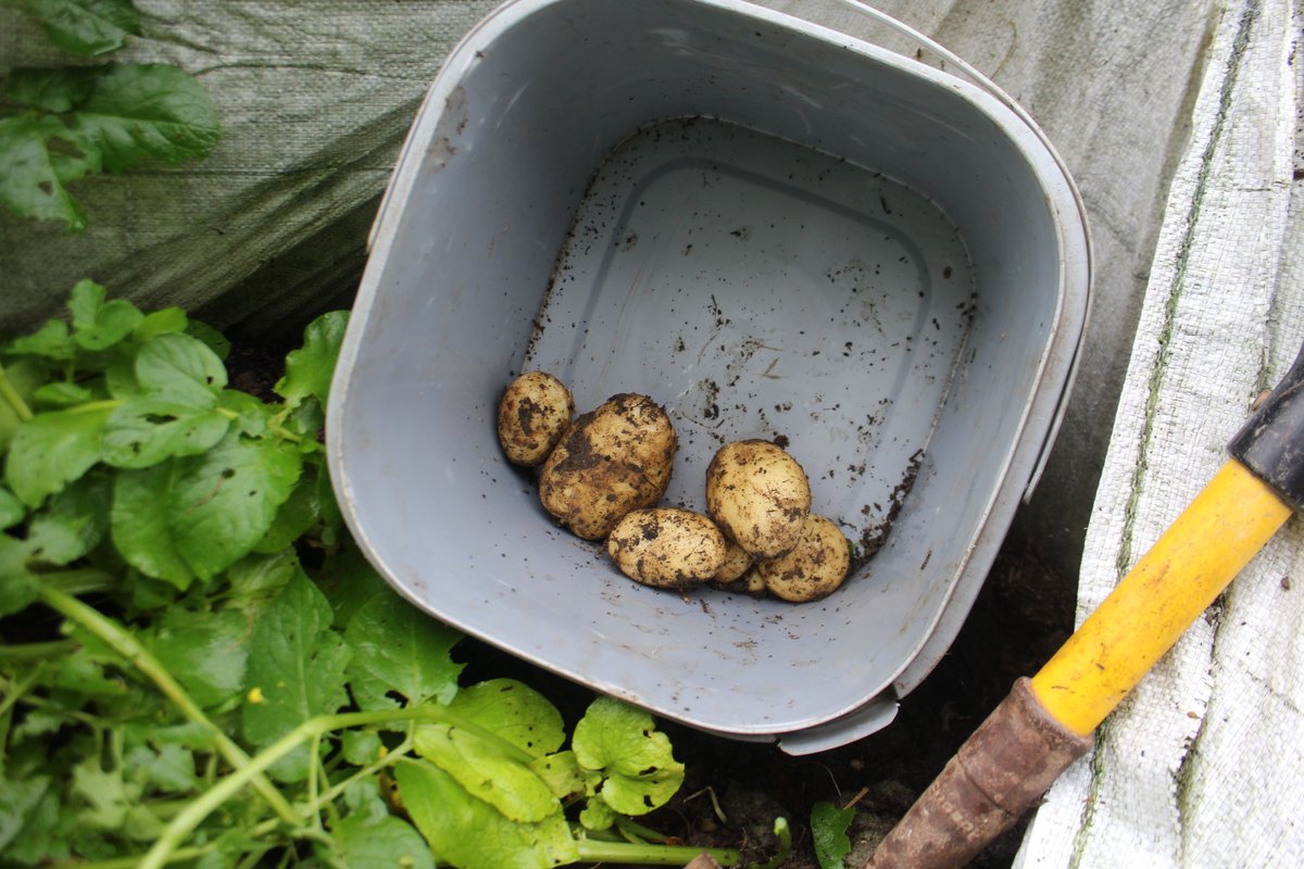 emlynevan's tweet photo. Tato ! . . tato fel yn nhrad i !! โบ๏ธ Third successive year grown in these big feed bags with only farm composted manure ๐ด๓ ง๓ ข๓ ท๓ ฌ๓ ณ๓ ฟ #gyo #tatws #potatoes #class1 https://t.co/yjxefiREgt