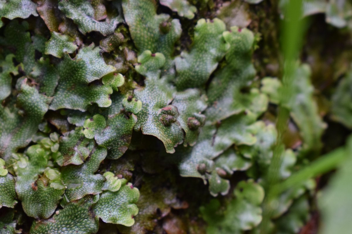 SamuelMarent's tweet image. pictures