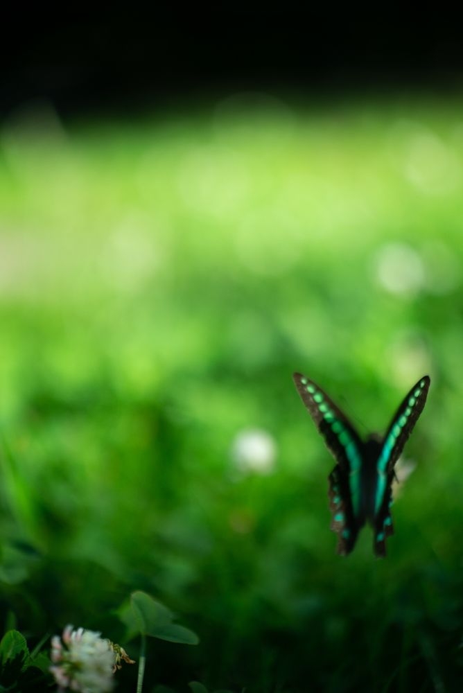 Butterflies attracted by the flowers on the lawn of Peace Park. Enchantingly beautiful.

#Leica #広島 #photo #写真 #写真好きな人と繋がりたい #photography #写真撮ってる人と繋がりたい #写真で奏でる私の世界 #ファインダー越しの私の世界 #キリトリセカイ #HIROSHIMA