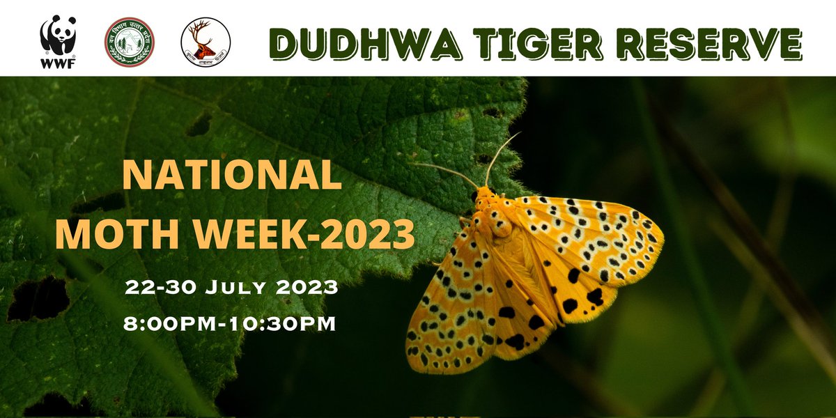 DudhwaTR's tweet photo. पतंगे (Moth) हमारी पृथ्वी पर सबसे विविध और सफल जीवों में से एक हैं। अतः इनका संरक्षण अत्यंत आवश्यक है।
#NationalMothWeek
#Savemoth
@moefcc @ntca_india @UpforestUp @WWFINDIA @ifs_lalit @raju2179 https://t.co/vZ9C6dOsjt