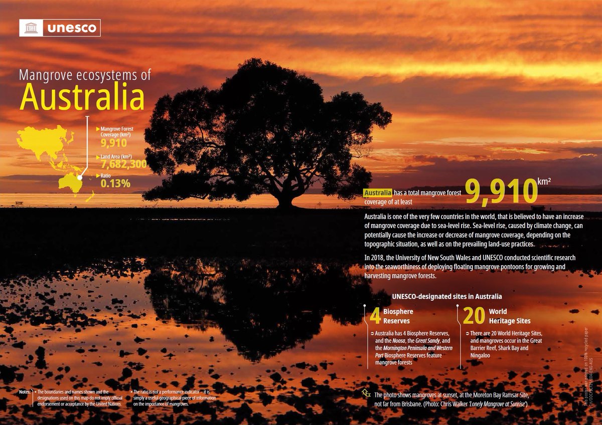 My  photo of the Lonely Mangrove in the Toondah Harbour wetlands has been made into a poster by UNESCO, containing information about Mangrove  ecosystems of Australia: unesdoc.unesco.org/ark:/48223/pf0… 
#mangroves #ToondahHarbour #mangrovephotographyawards #Queensland #UNESCO