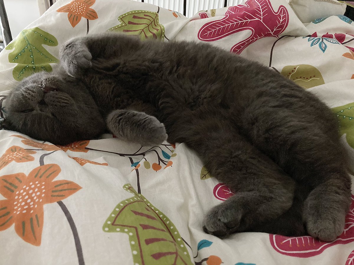 bach_glas's tweet photo. I’m just so comfortable! #Comfy #Comfycat https://t.co/kZQ7zK5g2o