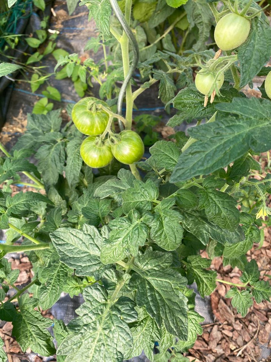 FarceUniversal's tweet photo. Und noch mehr Tomaten.
Sieht so aus als würde jede Pflanze auf ihre 4-6kg kommen.
Das wäre ein sehr gutes Ergebnis.
/8
☀️ 🍅 🥹
#Tomaten #GartenUpdate #Gemüse
#Vorfreude https://t.co/mt3vS9y0LZ