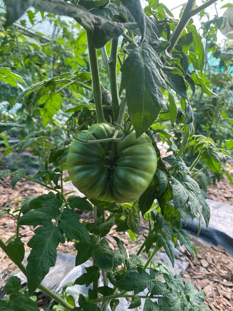 FarceUniversal's tweet photo. Und noch mehr Tomaten.
Sieht so aus als würde jede Pflanze auf ihre 4-6kg kommen.
Das wäre ein sehr gutes Ergebnis.
/8
☀️ 🍅 🥹
#Tomaten #GartenUpdate #Gemüse
#Vorfreude https://t.co/mt3vS9y0LZ
