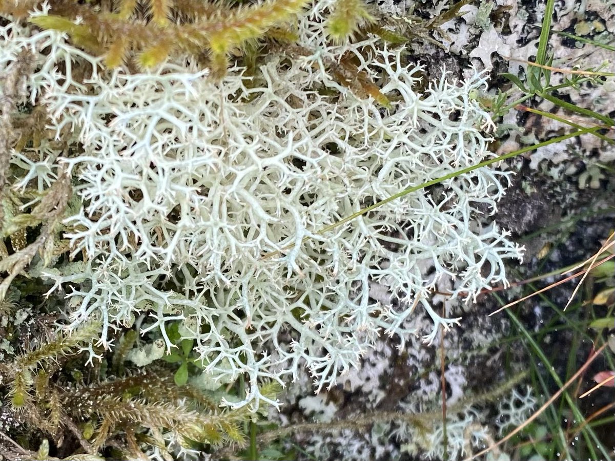 pHillpoet's tweet image. Great to join @RGS_IBGnw in the landscapes around Clough Head, Lake District with @wainsoc; ancient settlement &amp;amp; industrial heritage, upland flora &amp;amp; lichens - vast geographies of geological time &amp;amp; close focus on the near geographies of strew bolder plant communities @RGS_IBG