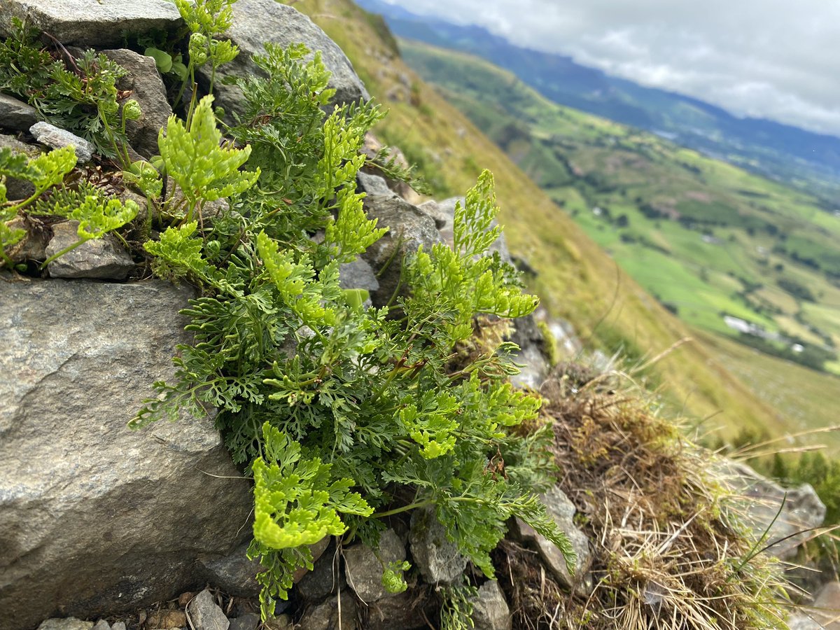 pHillpoet's tweet image. Great to join @RGS_IBGnw in the landscapes around Clough Head, Lake District with @wainsoc; ancient settlement &amp;amp; industrial heritage, upland flora &amp;amp; lichens - vast geographies of geological time &amp;amp; close focus on the near geographies of strew bolder plant communities @RGS_IBG