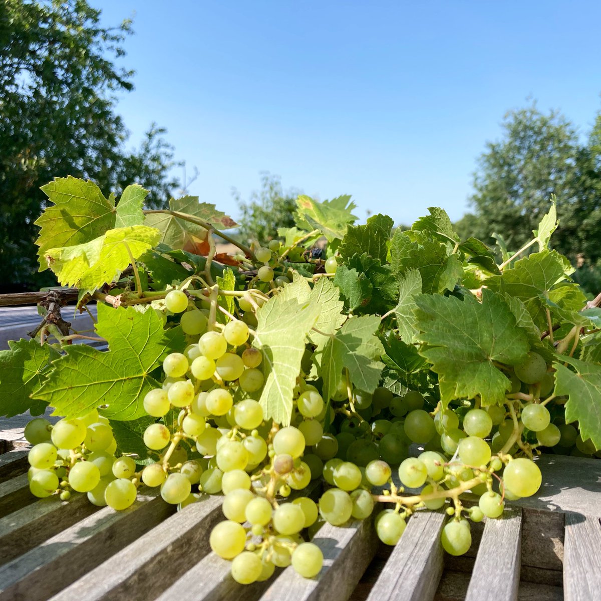 Château Loups d’Or….? 🍾🥂
.
.
.
.
#chateau #château #wine #winestagram #dordogne #dordogneperigordtourisme #harvest #summertime #holidays #gayfrance #gaydordogne #gite #gitesdefrance #gitedordogne #grapes