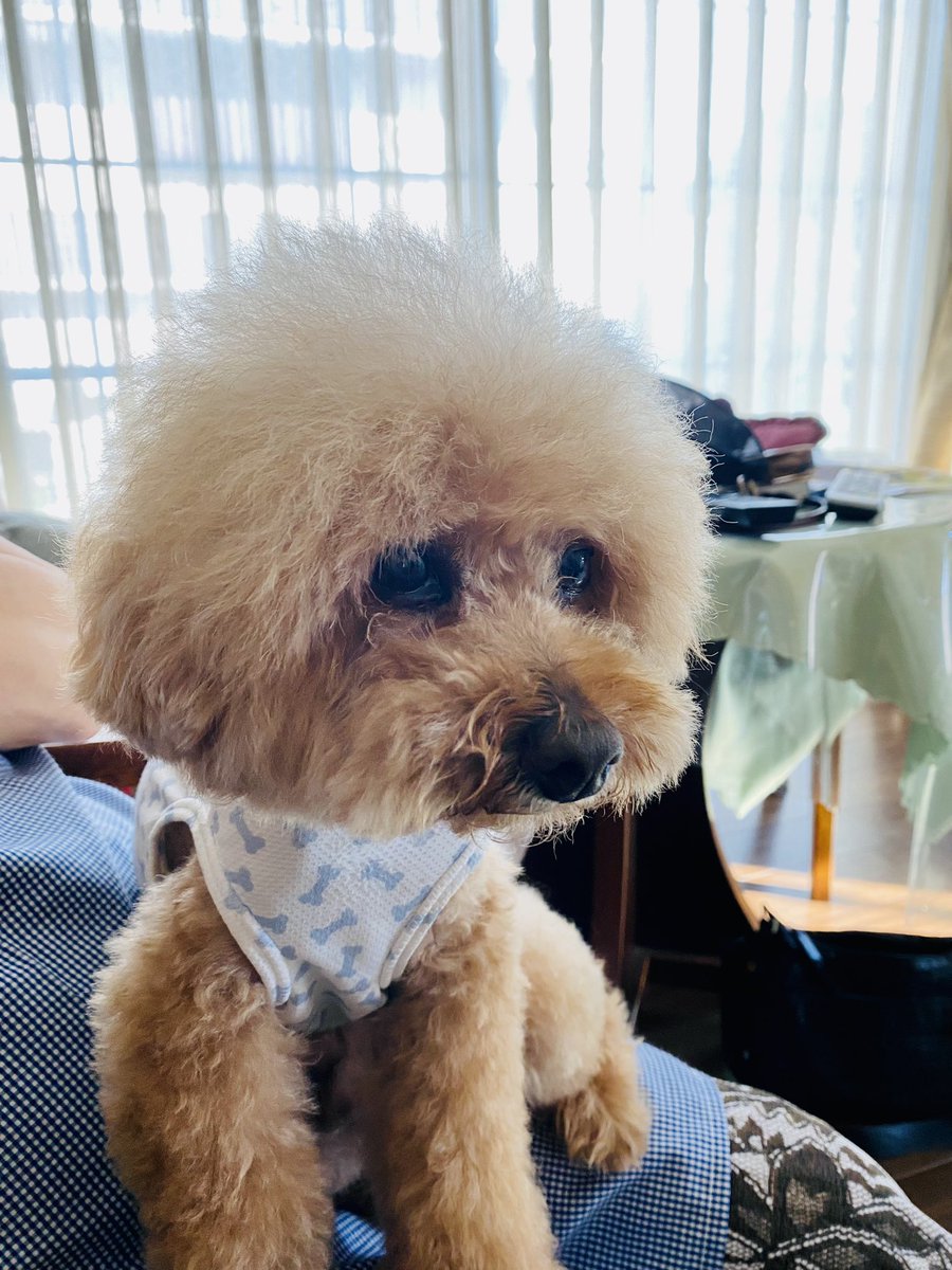 MARBOW_1's tweet photo. 我が家のアフロ犬
#トイプードル #アフロ #トリミング https://t.co/X9Y6BQkiVI