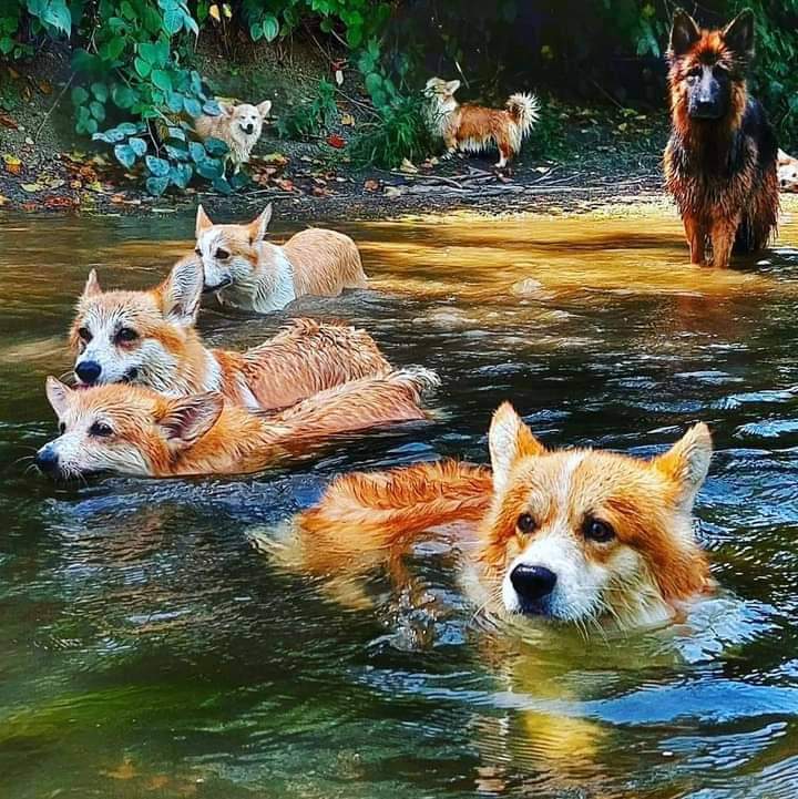 Corgi_Lovers0's tweet image. Summer day
#Corgi #CorgiCrew #CorgiLover #Dodgers #summer #SummerParadise #LoveOnTourReggioEmilia