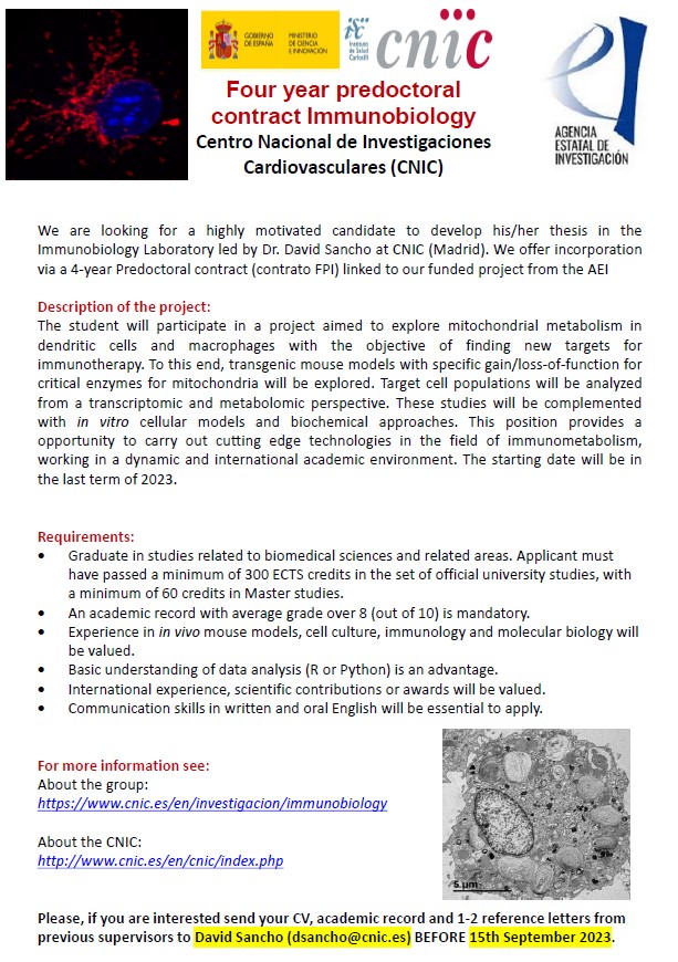 Do you have and MSc and would like to do a PhD in Immunology? Are you interested in exploring mitochondrial metabolism in dendritic cells and macrophages? We offer a 4-year PhD position @CNIC_CARDIO 👇👇👇 Please, RT.