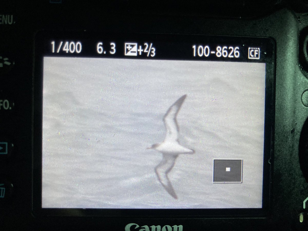 OCrawshaw's tweet photo. Cory’s shearwater from the Scillonian III yesterday #birding #islesofscilly https://t.co/dZLGFiIQ1g