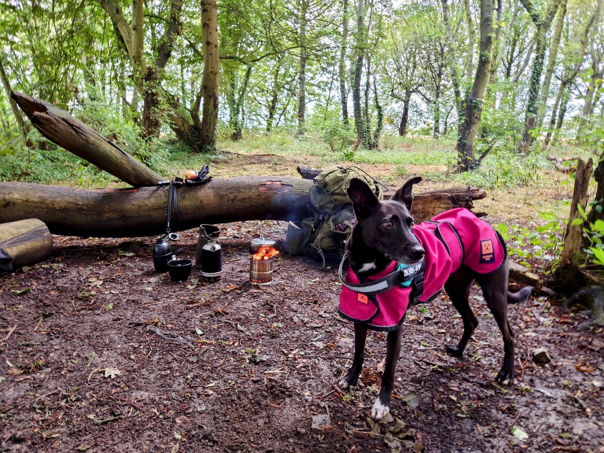 gbjeffen's tweet photo. Morning walk - only a light drizzle so we stopped for breakfast. #WalkWithCharlie. https://t.co/6uTds1tmlR