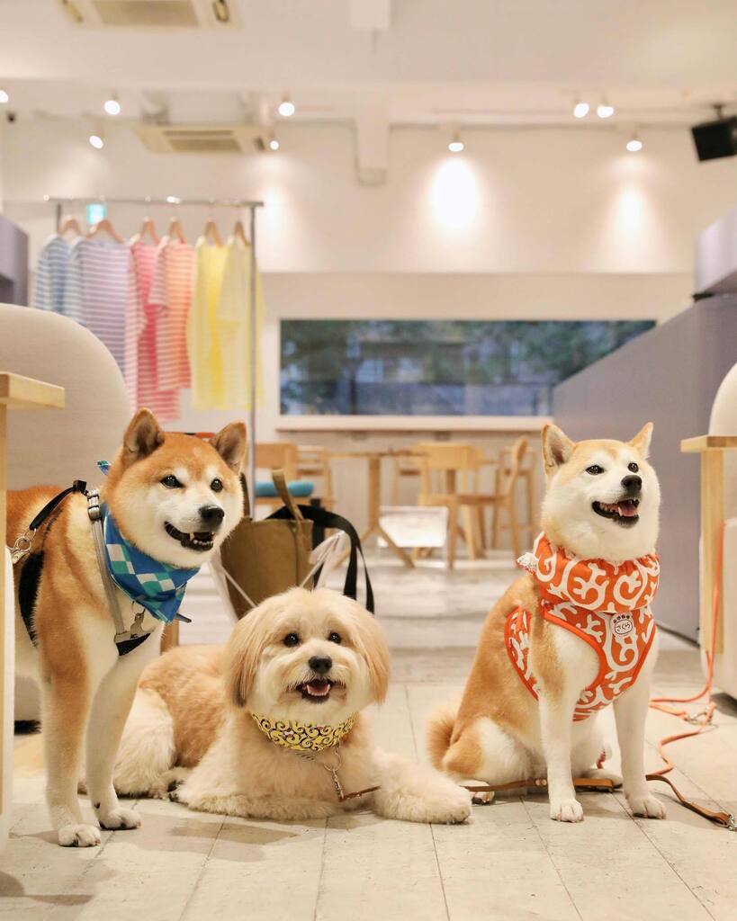 craft_teacoffee's tweet photo. .
Thank you cuties๐
.
#ๆด็ฌ #ๆด็ฌ้จ #ๆด็ฌใใใข #ใใใฏใน็ฌ
#shibainu #ไธญ็ฎ้ปใซใใง #็ฌใใซ้จ #ใใใๅฏ
#doglife #doglovers #dogphotography #dogoftheday #excellent_dogs https://t.co/Tf6NhdwYrH