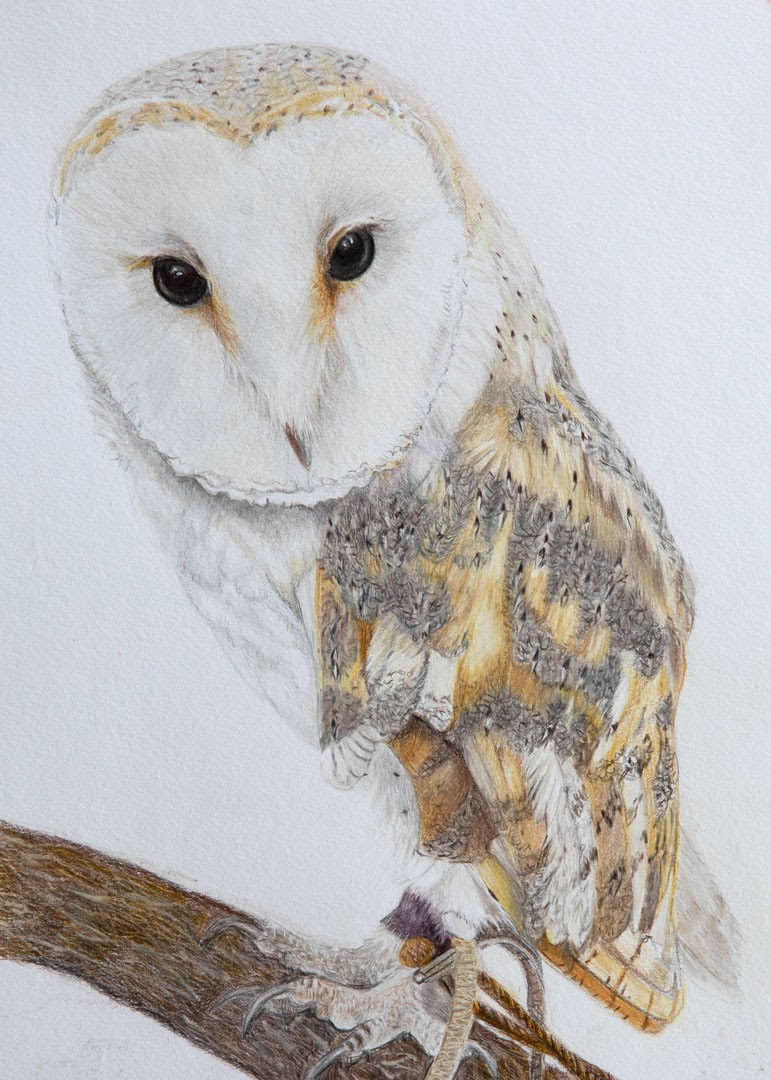 Barn owl #colouredpencil
Original and prints available
etsy.com/listing/141285…