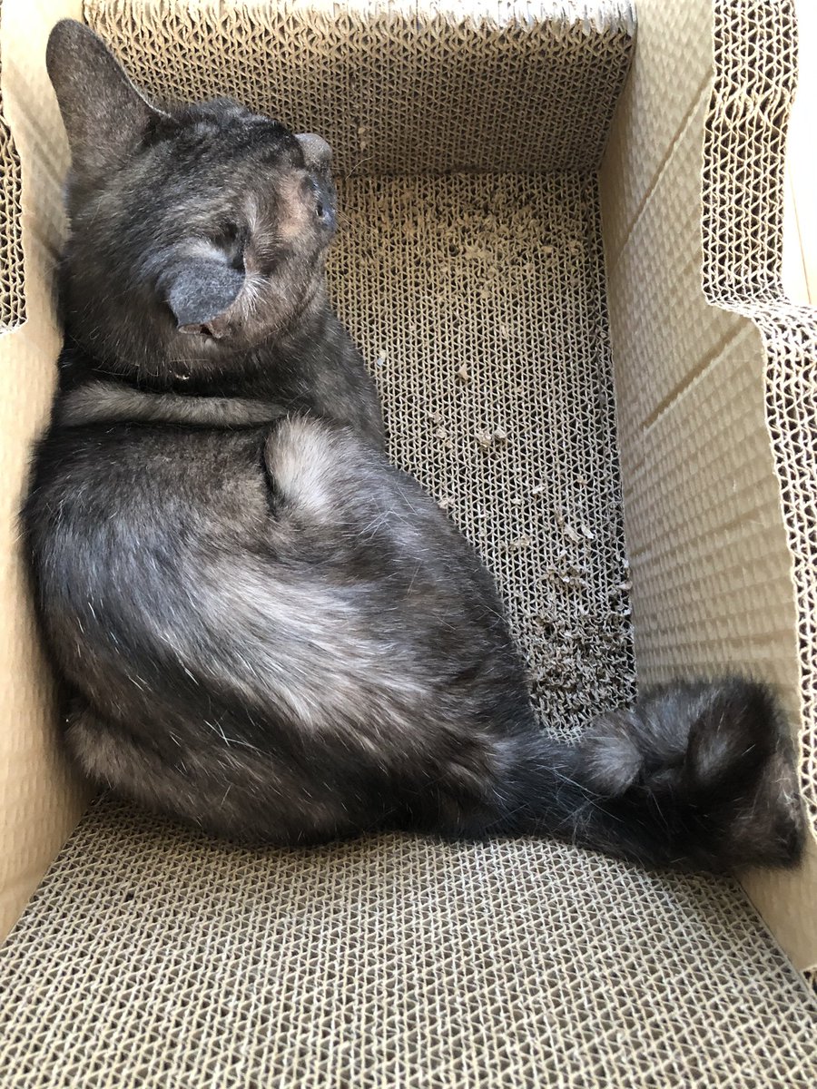 カイヌシに構って欲しくて暴れてアピりまくる猫を記録したいがカメラを向けるとカイヌシの視線独り占め状態になるため満足して静かになってしまう