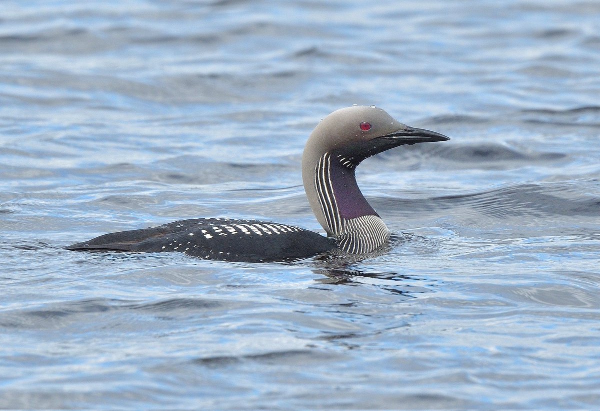 malcinweston's tweet photo. Excellent weeks holiday with @Heatherleabirds , perhaps my favourite image. Black throated diver, Lochindorb, few miles north of Grantown on Spey. https://t.co/ZXbex7xgoF