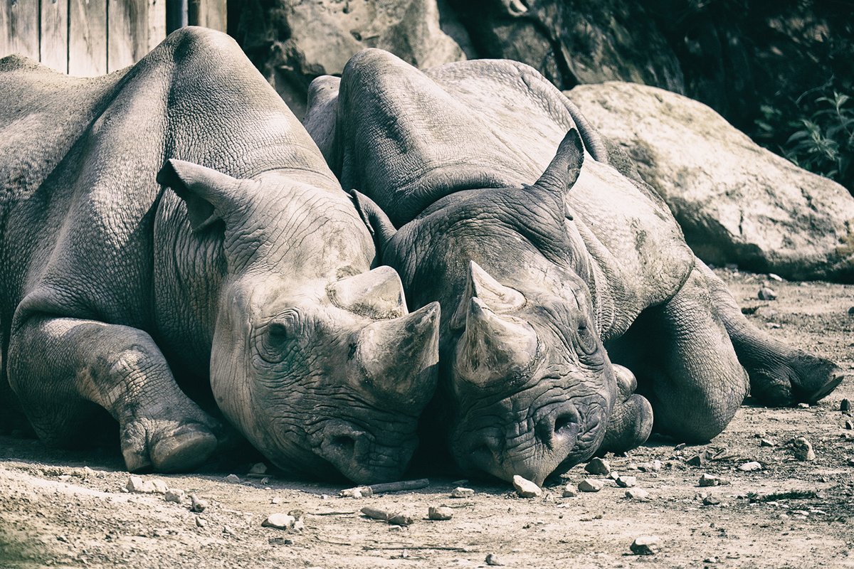#Foto-Safari im #Krefelder #Zoo 29.07. Dieser Einsteiger-#Workshop von Foto #Leistenschneider richtet sich an alle EOS-Anwender, die die  #Aufnahmeparameter ihrer #EOS besser kennenlernen und das Gelernte  direkt in die Praxis umsetzen möchten. 
Details:   foto-leistenschneider.de/Canon.../10195…