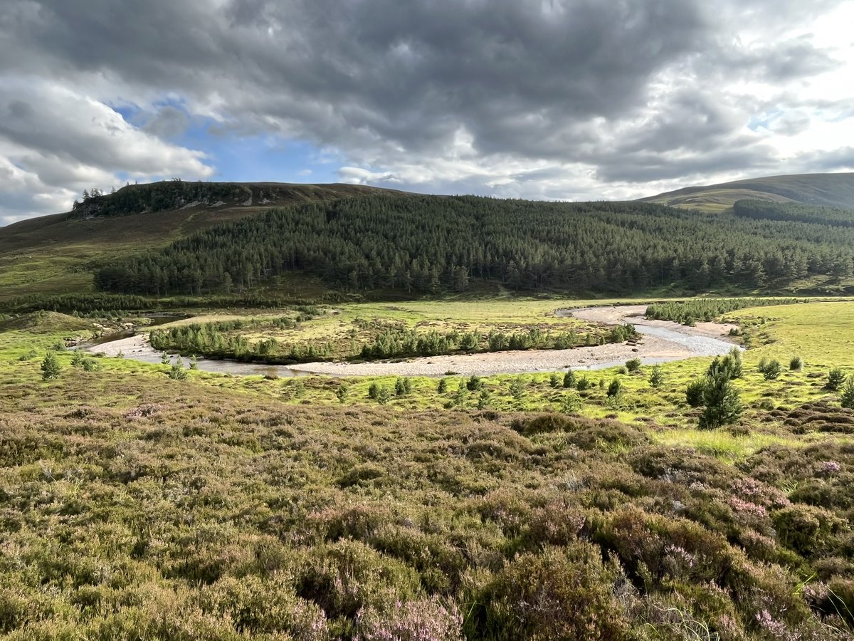I can already imagine this view, with wild boar rootling in the evening light, cranes, beaver lodges along the river and lynx skulking through the plantation behind. This part of the Cairngorms feels like a national park should…let’s keep piecing the puzzle back together!