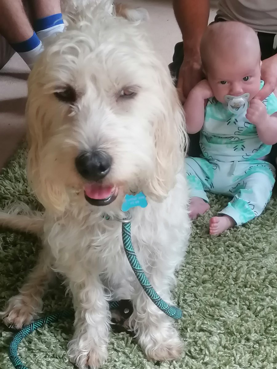 ArchieBall25's tweet image. It's my Burfday today - I is 6 n Iyam opink fer cayke n sossijes n lots a tweats

Appy Burfday to me
Appy Burfday to me
Appy Burfday to Archie
Appy Burfday to me

🐕‍🦺🐾🐶🎉🎊🎂