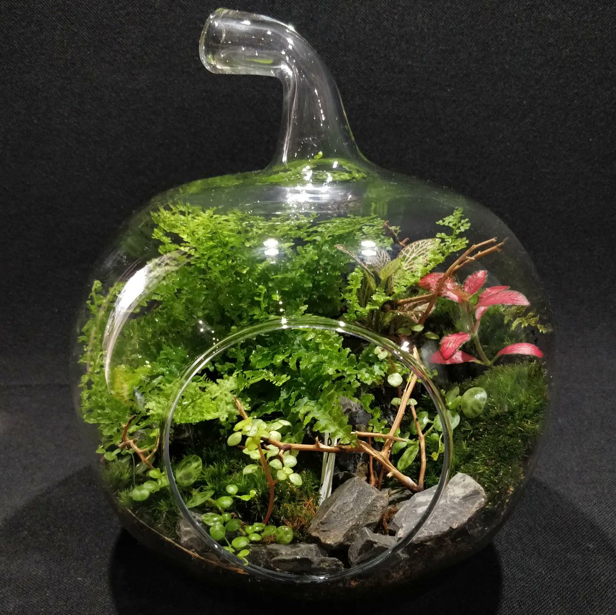 New terrariums available now! 
Check them out on our website dheli.art/collections/te…
