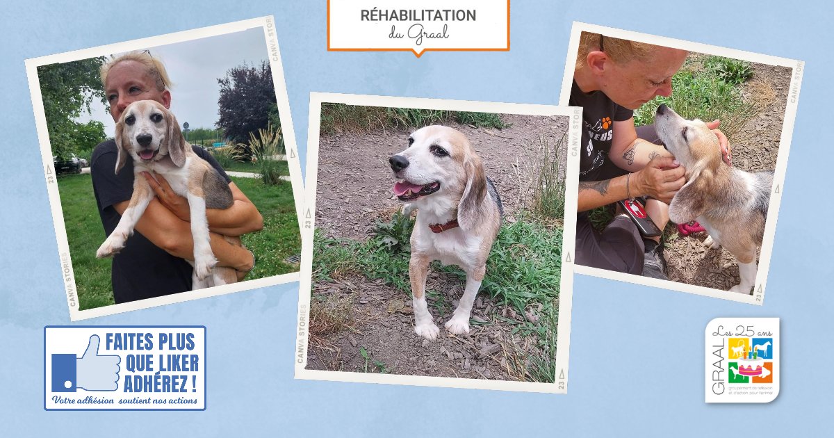 Asso_GRAAL's tweet photo. [ SORTIE DE LABORATOIRE]
Lucky, adorable #beagle de 7 ans a rejoint le #RefugeApagi près de #Grenoble. Il sera à l’#adoption après une opération de sa patte.
Pour être informé de sa mise à l’adoption :
📞 04 76 77 20 06
📧 contact@apagi.fr

#GRAAL #réhabilitation #chien https://t.co/lJEMYEvxNM