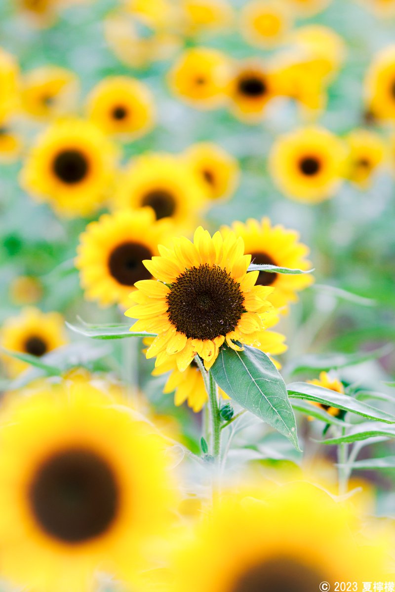 夏の日に見た笑顔の君