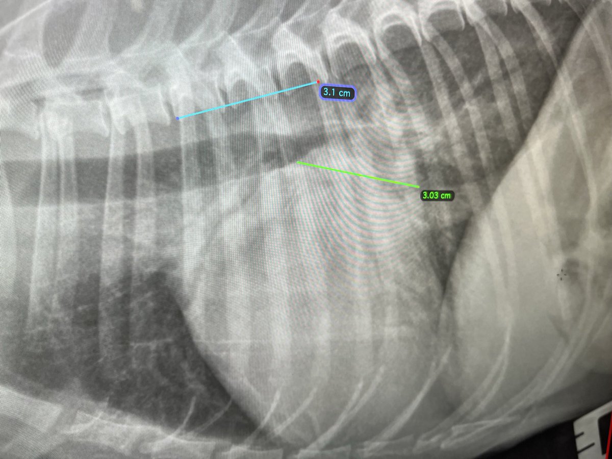 Our current episodes on prognostic indicators and echo assessment of mitral regurgitation severity in pre-clinical dogs are available online now, via all good streaming services! Move beyond radiographs in stage B dogs! #vetcardio #vetpodcast #dogheart #vettwitter #vetlife #veted