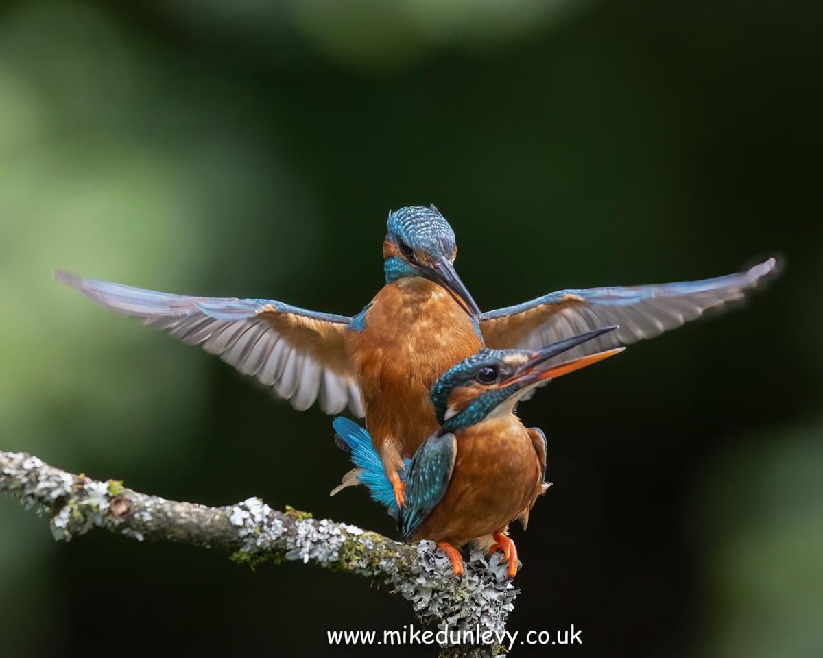 River Tern Kingfishers making baby Kingfishers