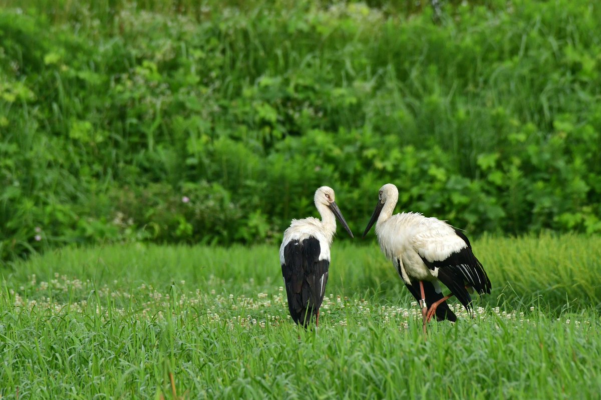 s7t73pf71's tweet photo. 子育てを無事に終えたコウノトリ夫婦
#j0118 #げんきくん #j0051 #野鳥 #島根県 #雲南市 https://t.co/WxhBN0hPoE