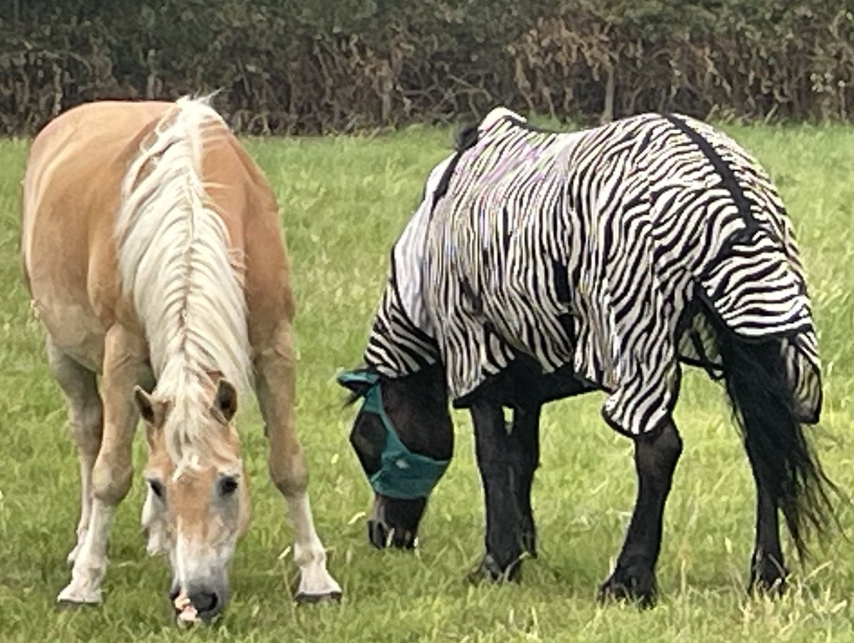 LammersNina's tweet photo. Nach der Löwin in Berlin nun ein Zebra im Rheinland. Soeben gesichtet in Hitdorf. #loeweberlin #Löwin #Wildschwein https://t.co/SRMXTlDWPO