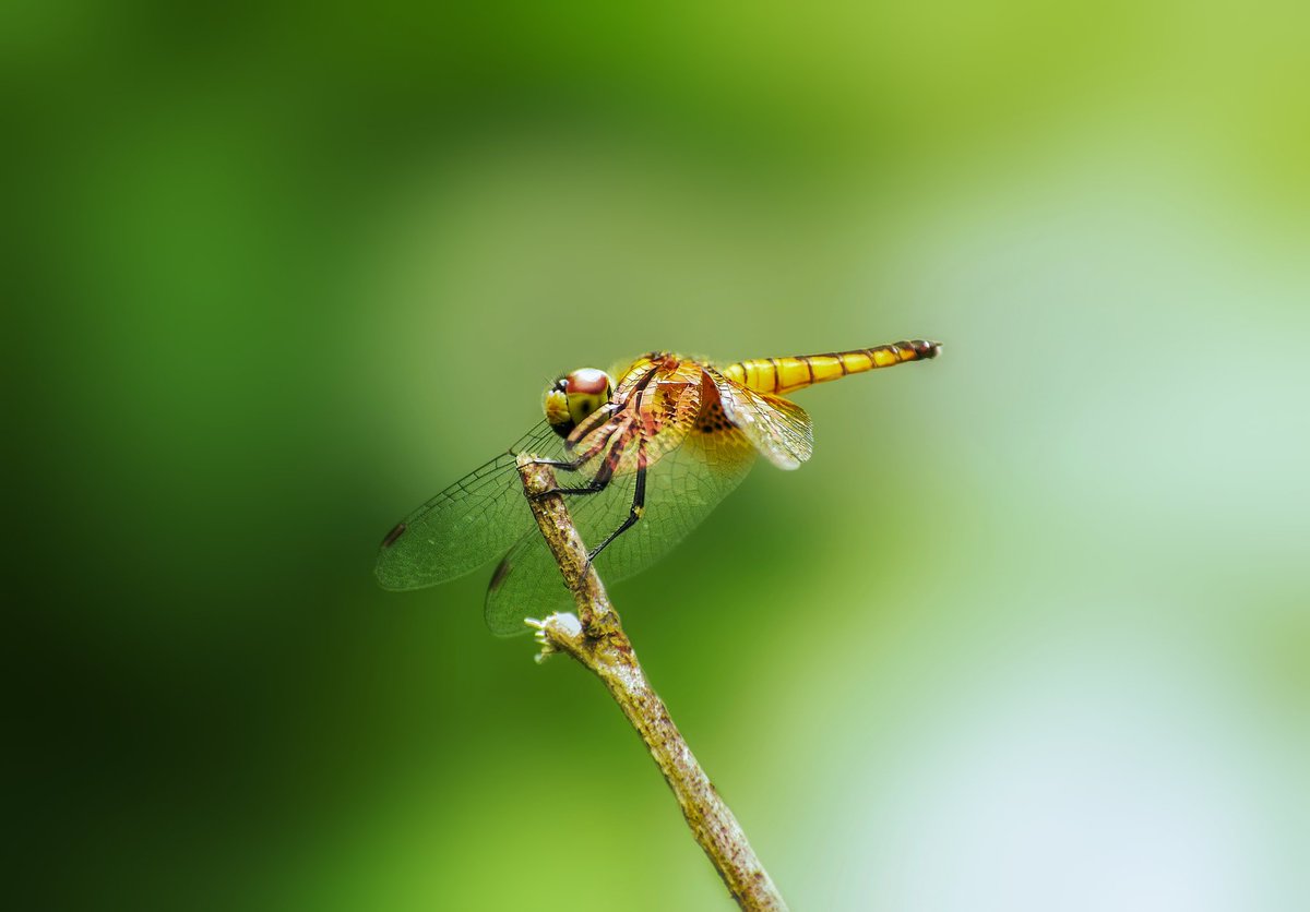 Do you know ?
Dragonflies can predict the arrival of rain. Before rain the moisture content in the air is higher as to which dragonflies fly in shorter heights to prey easily which seems as an indication for the rain to occur.