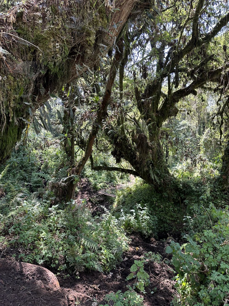 Exhausted legs and happy heart. Ready for @ICCB2023 🇷🇼 after two days of gorgeous hikes on the Virunga Mountain range, where Rwanda, Congo and Uganda meet <a href="/VolcanoesNP/">Volcanoes Nat. Park</a>