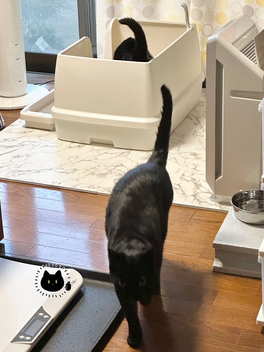 bou128's tweet photo. ろんさん、外を眺めようと思ったのか意気揚々と部屋に入っていったんだけど、ちょうどまめさんがトイレに入ったところとバッティングして「ンィイ〜〜ン…ア…ア…ア…」て言いながら即Uターンして部屋から出ていったので「気遣いやさん…！」てなった https://t.co/nboZSV87J3