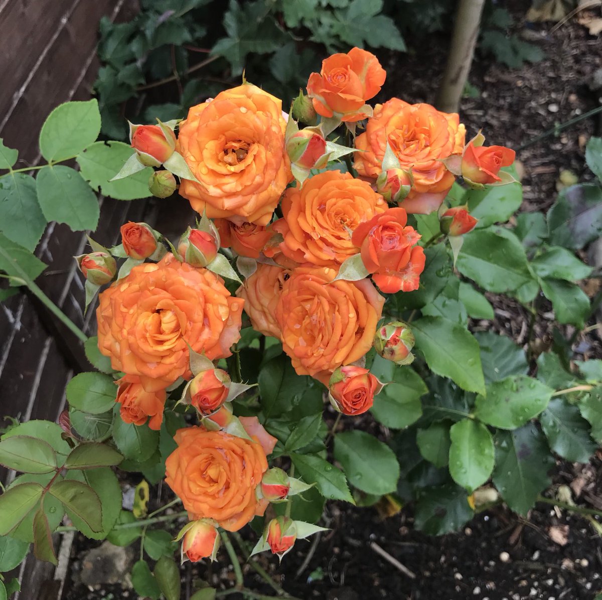 ann_655's tweet photo. Roses 😍 https://t.co/xjf8uGGZaG