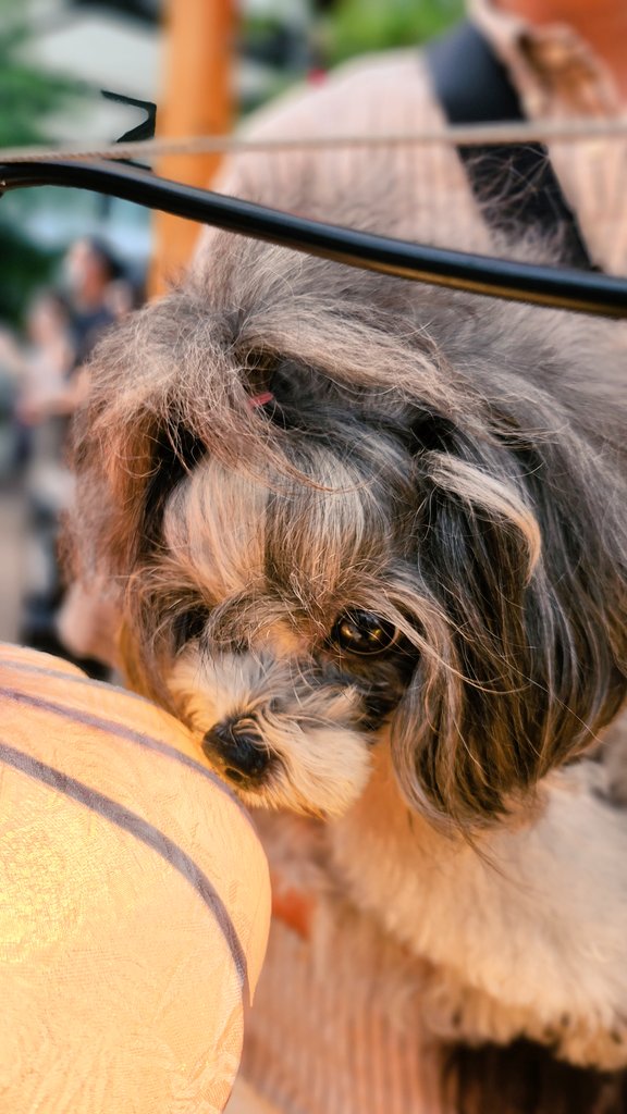 犬のようちえんの後、ベイクォーターのランタンを見に
今年は広場ではなく屋上庭園で開催

ベイクォーターに屋上庭園があって更にドッグランまであるなんて初めて知った✨