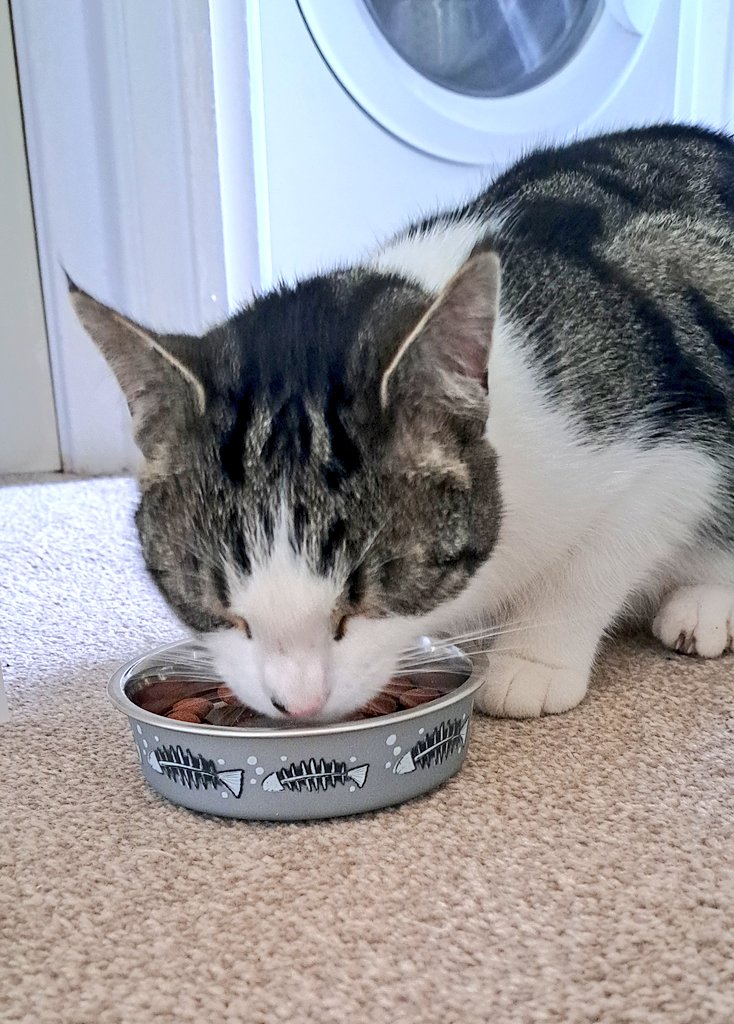 MitchyMoo123's tweet photo. I am 2 today so enjoying a late breakfast of special birthday treats, squirty cream for dessert π₯° #CatsOfTwitter #CatsAreFamily #mooboo https://t.co/Zb7kXHNHhJ