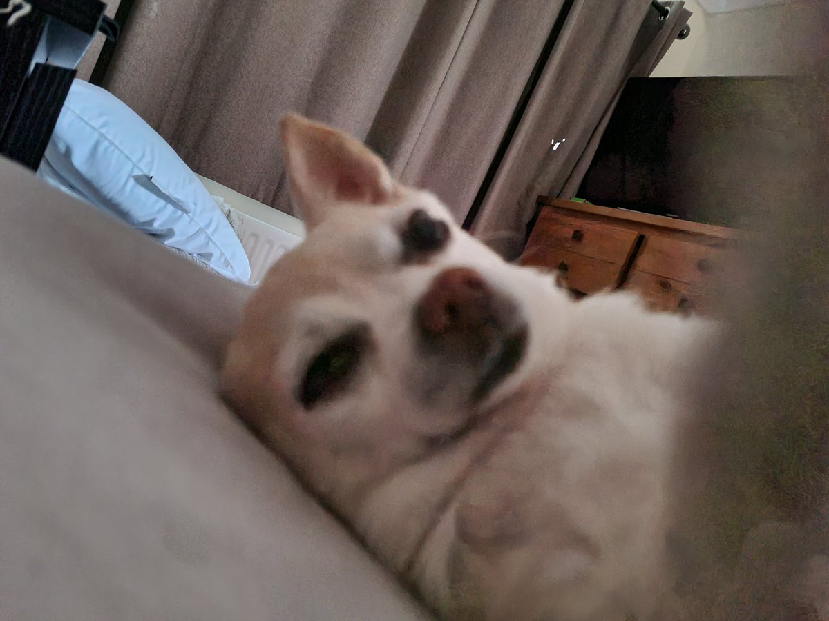 The_Wee_Hen's tweet photo. Having a lazy sunday morning 😴 
What's everyone else doing?
#dogs
#DogsofTwittter 
#DogsOnTwitter 
#chihuahua 
#chihuahualife 
#chihuahuacuteness 
#Chihuahuasoftwitter 
#chihuahuaontwitter
#July2023
#SummerOf23 https://t.co/imjODE1io8