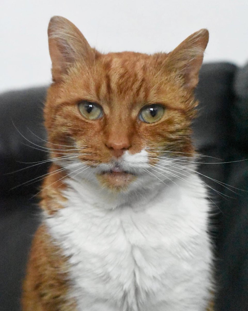 Happy Sunday #CatsOfTwitter