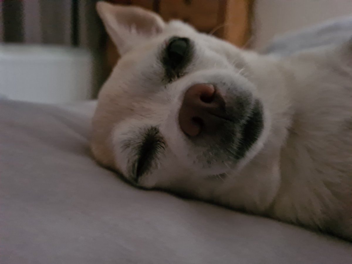 The_Wee_Hen's tweet photo. Having a lazy sunday morning 😴 
What's everyone else doing?
#dogs
#DogsofTwittter 
#DogsOnTwitter 
#chihuahua 
#chihuahualife 
#chihuahuacuteness 
#Chihuahuasoftwitter 
#chihuahuaontwitter
#July2023
#SummerOf23 https://t.co/imjODE1io8