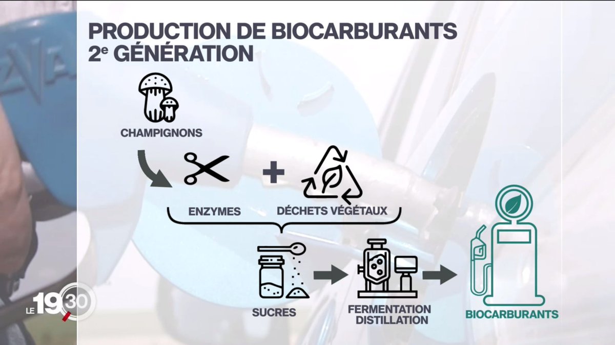 #INRAEdanslesmédias

Place à la 2nde génération de biocarburant ! 🍄

@JgBerrin, directeur de recherche INRAE, et son équipe étudient 
3 000 souches de champignons pour produire des enzymes, 
1ère étape pour fabriquer 
un biocarburant plus durable.

▶ url.inrae.fr/44ELJ0P