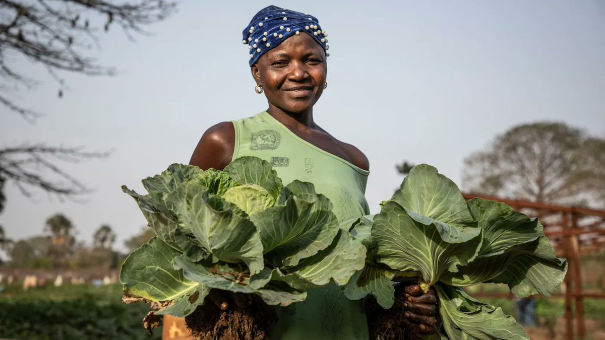 selfhelpafrica's tweet image. 🌾📢 Calling all churches &amp;amp; schools! Our Harvest Appeal (UK) has now launched with FREE resources available in preparation for services this Autumn. 

Through Harvest, you'll foster a deeper empathy for those who depend on agriculture for survival. 

More: bit.ly/43xA1E3