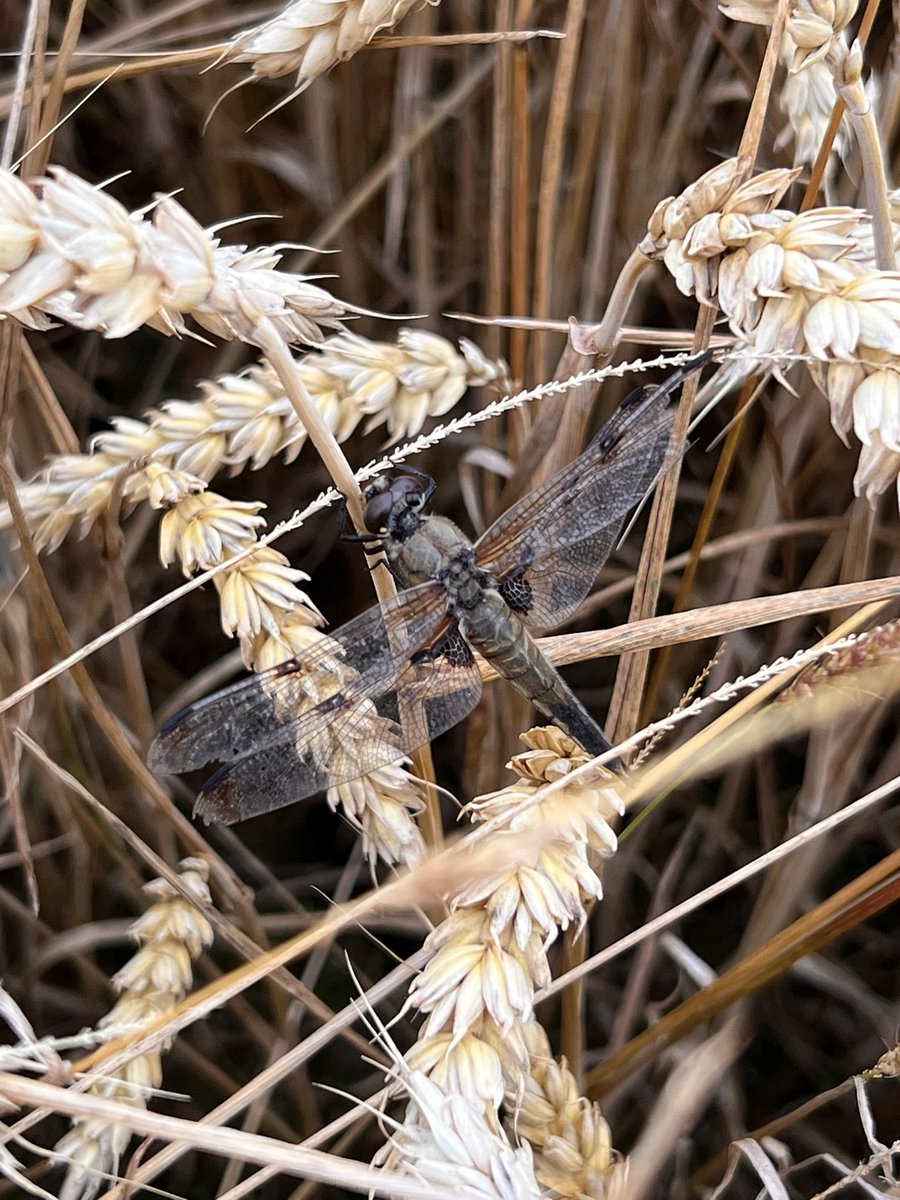 ajcromie's tweet photo. Snapped this little fella while putting my back out trying to unscrew a @crop_x probe from the heaviest field on the farm https://t.co/4luzg9JFQQ