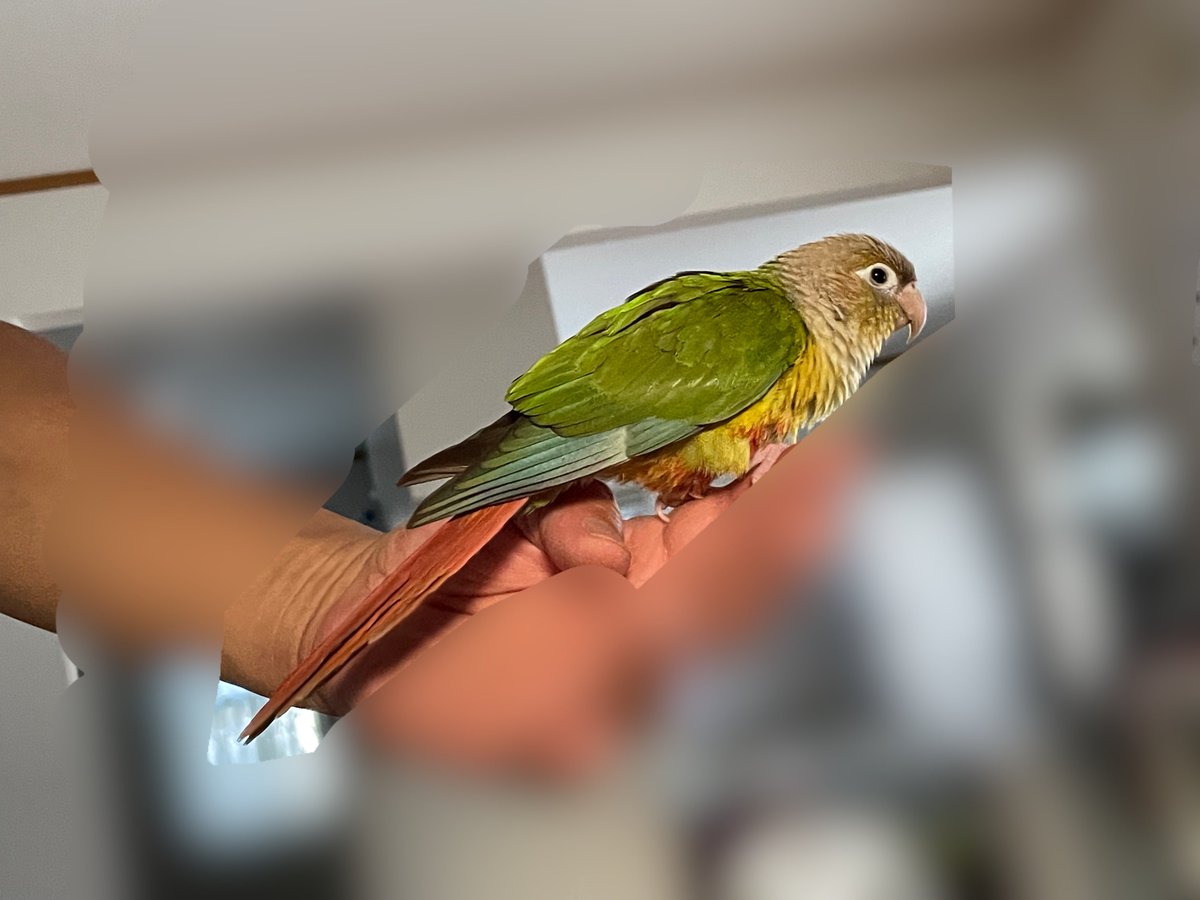 hirotti_eki's tweet photo. 迷子のインコを瀬戸市にて保護しました
尾張東部または東濃地方辺りから逃げ出したものと思われます
現在は愛知県の瀬戸警察署にて保護していただいておりますので、心当たりのある方は瀬戸警察署までお問い合わせ下さいませ
瀬戸署の電話番号:0561-82-0110
#迷子　#インコ https://t.co/kmBasgCvK0