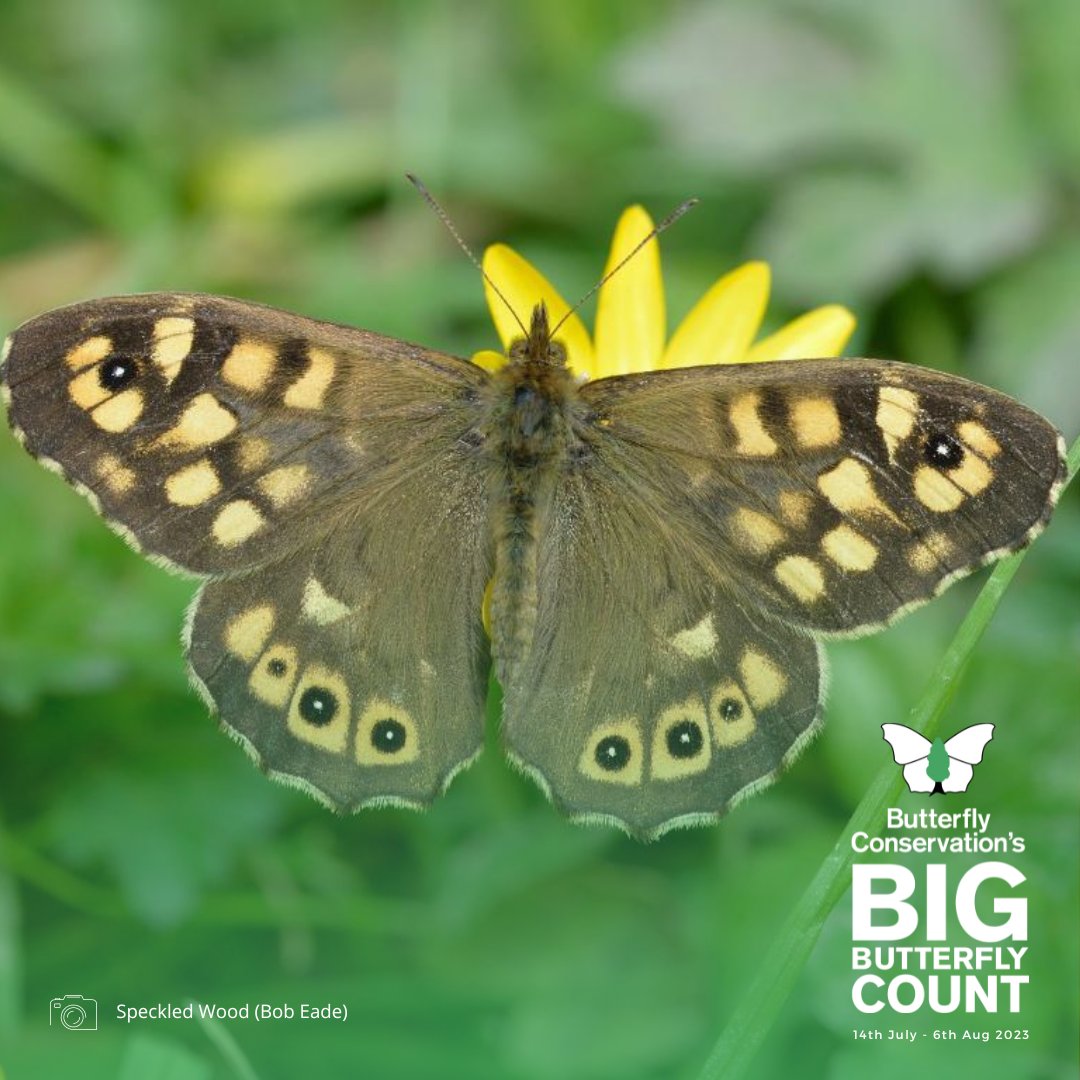 Introducing our species of the day: The Speckled Wood (Pararge aegeria)! 🦋 

This butterfly lives up to its name, fluttering gracefully in partially shaded woodlands with dappled sunlight. 🌞🌳

One to record on the #BigButterflyCount 👉 bigbutterflycount.org