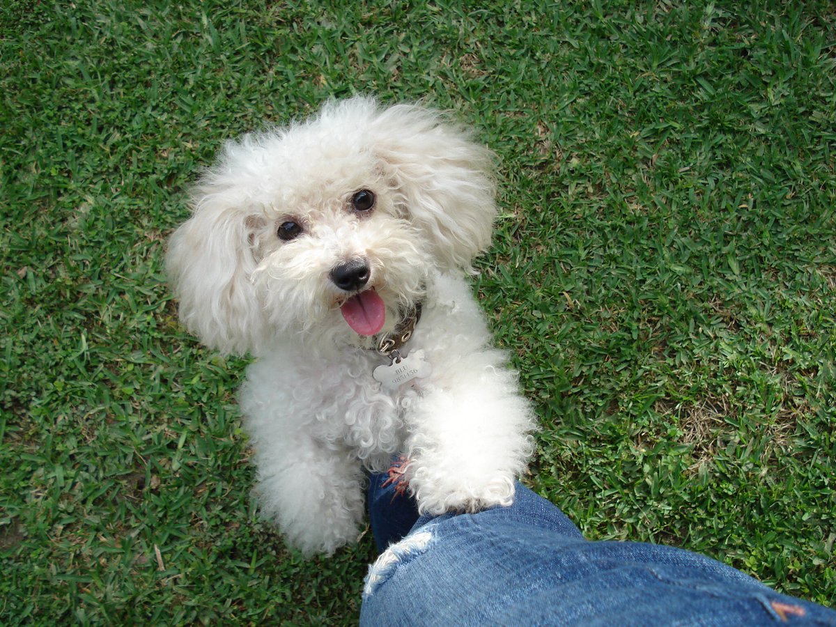 piaboffa's tweet photo. @NecesitoUnPerro Blue https://t.co/TGGWjpHxl6