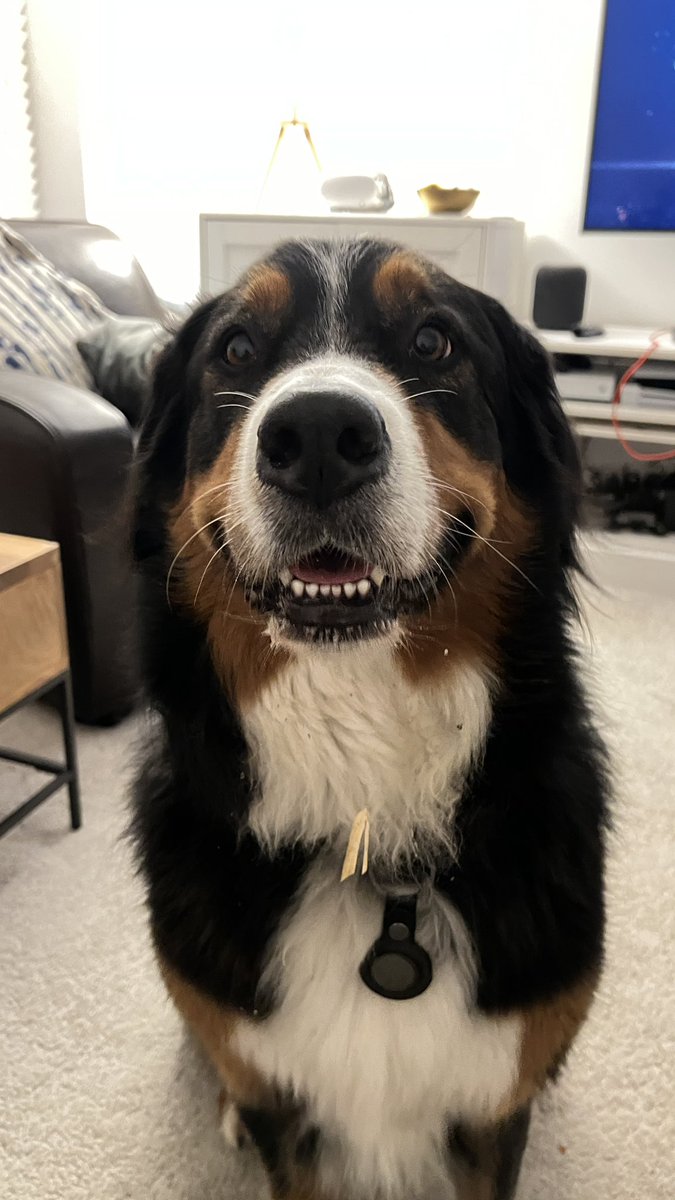 Maggie Dog tweet media