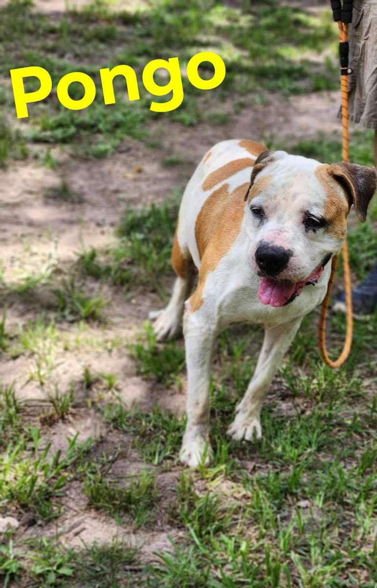 RoCoGB's tweet photo. FREEDOM pledge collection
💜PONGO💜
#A355609
Saved by
WILMA’s Dogs TX😇
This lucky gentleman gets to hang out at Wilma’s place🏠🌳
Thank you for helping to save PONGO♥️
Please honour pledges via Rescue link:
https://t.co/RFVBgxyC3F
@FlaviaHume $2
Donations always welcome 🙏 https://t.co/eEUtgdicuA