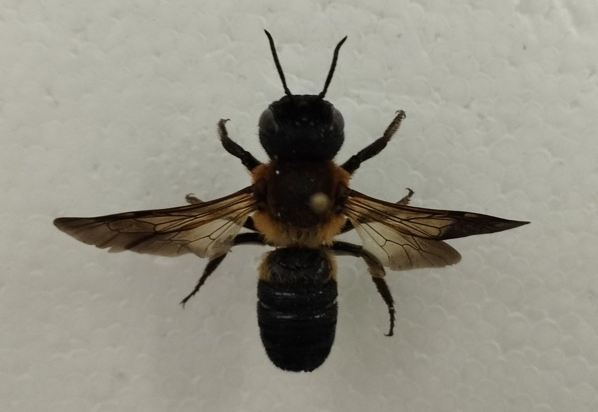 DaniSaureu's tweet photo. Here's a sped up video (5x ⏩) of the pinning process for the preservation of this 'Megachile sculpturalis' specimen I found dead in the UAB campus! https://t.co/A9b8E3CrUo