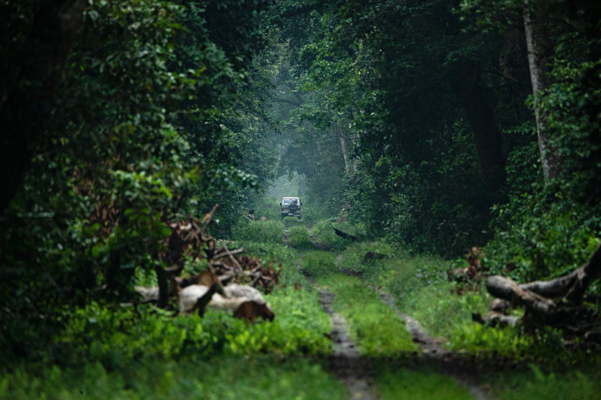 ParveenKaswan's tweet image. Show us the #greenest picture from your gallery.