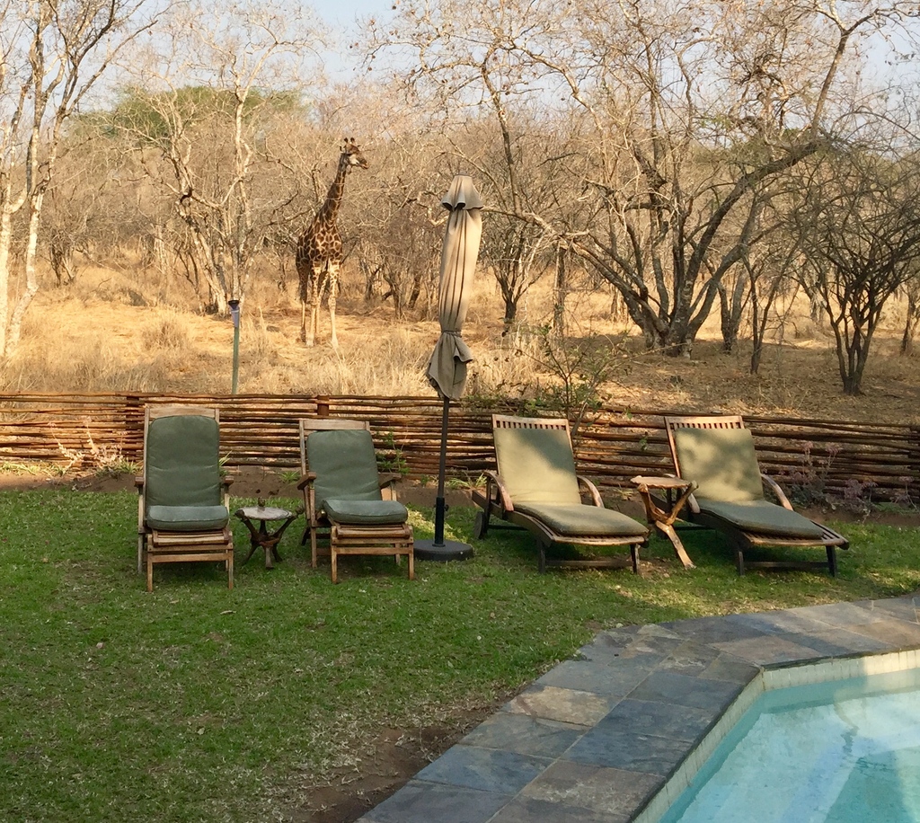 The bush gets quite dry in winter and the animals take advantage of our small waterhole for a refreshing drink. Always nice to watch chilled giraffe munching on trees close by.

#needlessafarilodge #africanwildlife #meetmzansi #thisisafrica #meetsouthafrica #dinnertime #safari